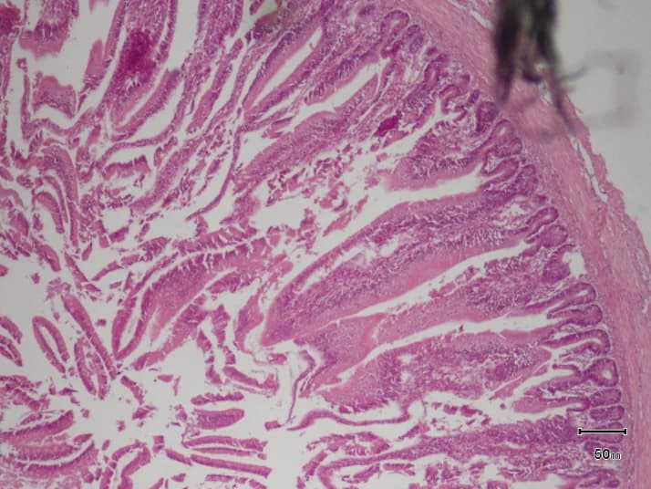 Essync · jejunum histology micrograph